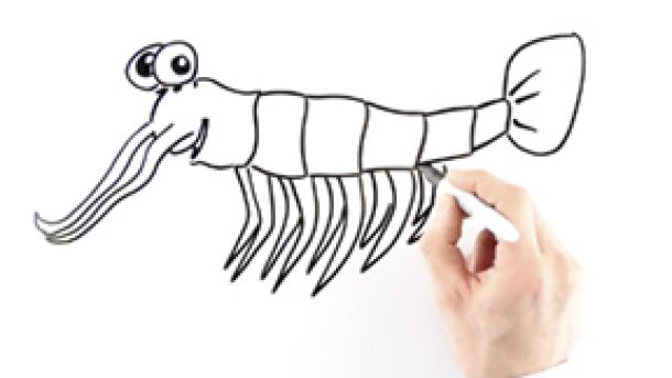 Capsule all'olio di krill