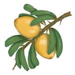 Olio d'argan - cura della pelle