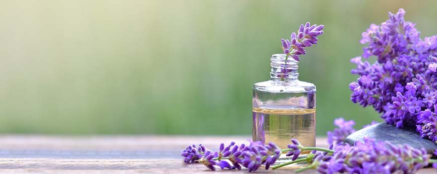 Lavanda