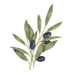 Oliva - cura della pelle