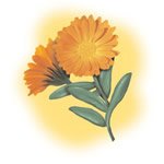 Calendula - cura della pelle